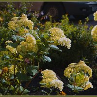 Летняя фантазия :: Владимир Кроливец