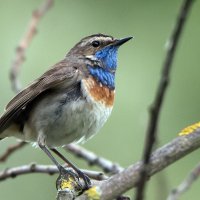 Варакушка. :: Владимир Безбородов Варакушка. :: Владимир Безбородов