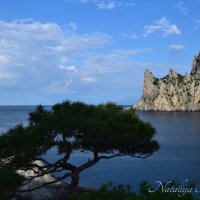 Природа Крыма :: Amazing Cosmea