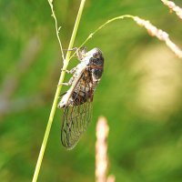 Цикада :: Татьяна Тюменка