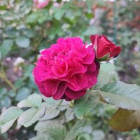 ,,, :: Сергей Тимоновский