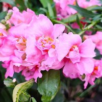 ,,, :: Сергей Тимоновский