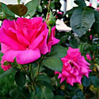 Розы в городской среде :: Мария Васильева