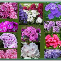 Прелесть флоксов так неповторима... :: Ольга Довженко Прелесть флоксов так неповторима... :: Ольга Довженко