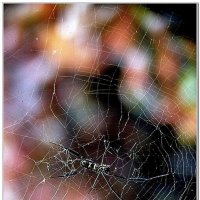 Паутинка :: Владимир Попов Паутинка :: Владимир Попов