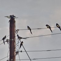 Прилетаю, это, я на Таити :: Роман Пацкевич Прилетаю, это, я на Таити :: Роман Пацкевич