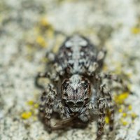 Jumping Spider | 10 :: Sergey Sonvar