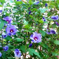 Летняя красота! :: Нина Акарцева 