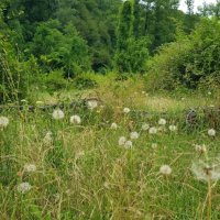 ПЛАСТУНКА-СОЧИ :: Tata Wolf