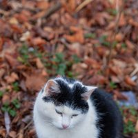 тихоня :: Denis Doroshenko