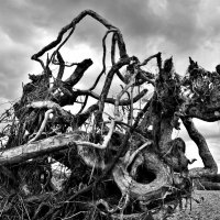 природная композиция в духе современного искусства) :: Aндрей Антонов