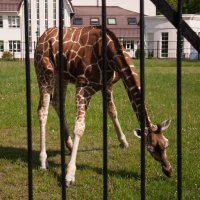 Калининград. Зоопарк :: Андрей 