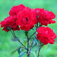 они на радость нам даны :: Олег Лукьянов