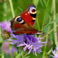 из снятого 1 августа 28 :: Александр Прокудин из снятого 1 августа 28 :: Александр Прокудин