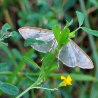 Огневка крапивная :: Александр Чеботарь