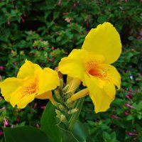 Лето! :: Надежда 