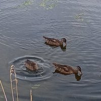 Серые утки :: Сапсан 