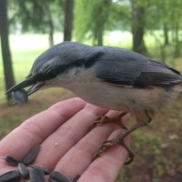 Поползень :: Сапсан 