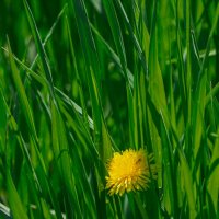 *** :: Виктор Иванович Чернюк