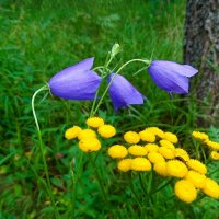 Картинка августа. :: Милешкин Владимир Алексеевич 