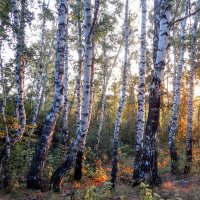 Красота берёзовых лесов! :: Елена Хайдукова ( Elena Fly ) Красота берёзовых лесов! :: Елена Хайдукова ( Elena Fly )