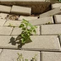 Природа победит :: Валерий Иванович