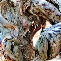 Мистический корень сосны :: Любимова Ольга 