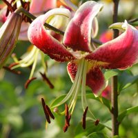 Поздняя лилия Шахерезада :: Татьяна Лютаева