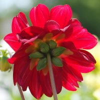 Краски августа... :: Андрей Заломленков