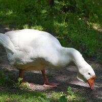 Москва. Сад будущего. Гусь белый... :: Наташа *****