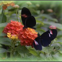 *** :: Aleksandr Gal