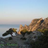 Природа Крыма :: Amazing Cosmea
