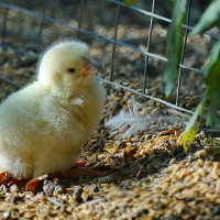 Про маленького цыплёнка... :: Николай Саржанов