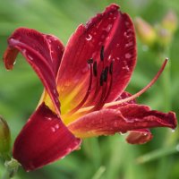 *** :: Владимир Безбородов