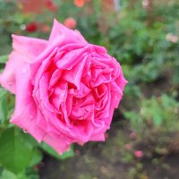 ,,, :: Сергей Тимоновский