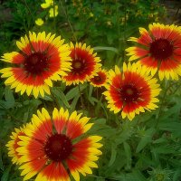 ***** :: Елена Семигина ***** :: Елена Семигина