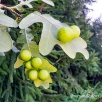 Чернильные орешки :: Роман Алексеев