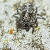 Jumping Spider | 14 :: Sergey Sonvar