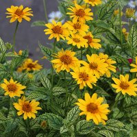 Гелиопсис :: Светлана 