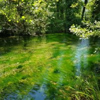 РЕЧКА :: Tata Wolf