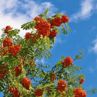 Рябина витает в облаках :: Светлана 