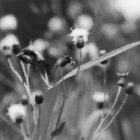 ---поле,русское поле---- :: AL Reborn 