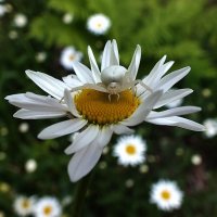 ** :: Зоя Мишина