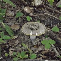 Грибочек :: Freddy 97