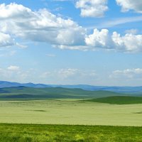 Гречиха посевная. :: Николай Жуков