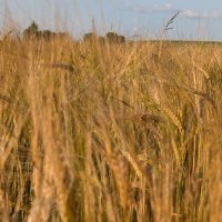 Знойный день :: Анастасия Логинова