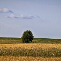 Знойный день :: Анастасия Логинова