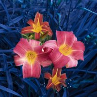 Лилейники :: Евгений Лилейники :: Евгений