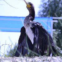 **** :: Виктор 