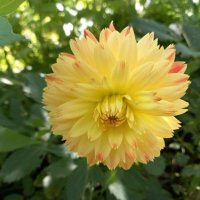 Красавец! :: BoxerMak Mak